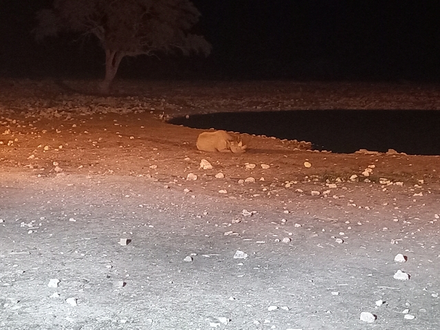 A lion resting near a waterhole at night.