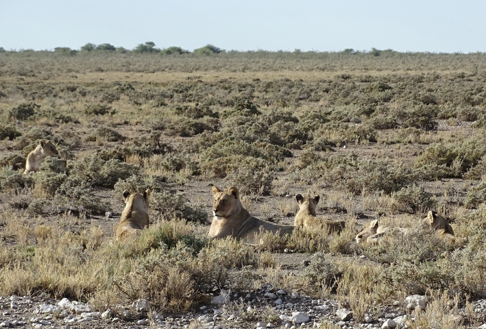 Group of lions resting in the savannah.
