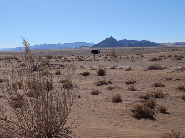 Ostrich walking in a desert environment with mountainous backdrop.