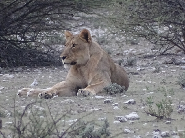 Lion lying in a bushy area.