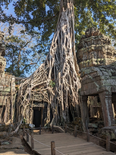 Tree roots covering ancient stone ruins.