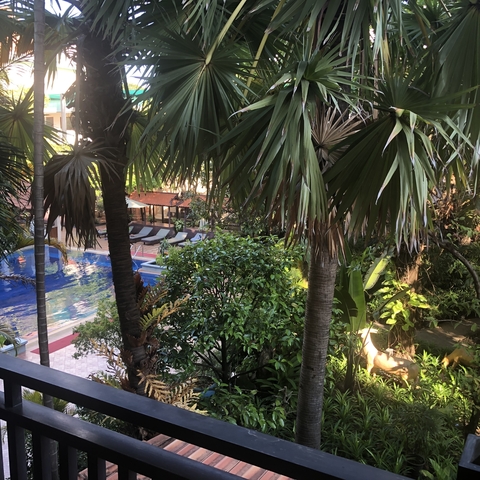      Pool view surrounded by tropical plants.
  