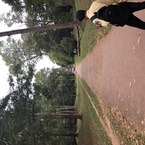 Path leading to a distant temple surrounded by trees.