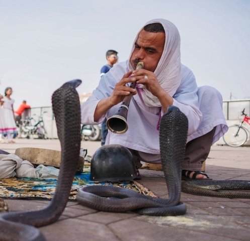 Snake charmer performing with cobras.