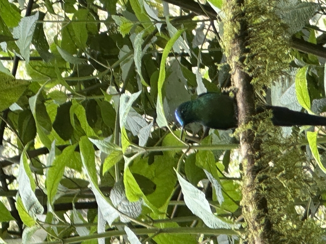       Colorful bird perched on a branch among green leaves.
  