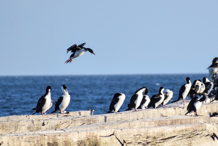       Seabirds perched on a wooden pier with one in flight over the ocean.
  