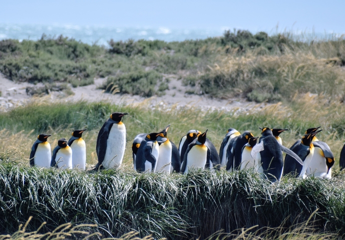       Group of penguins standing on grassy terrain with a sea in the background.
  