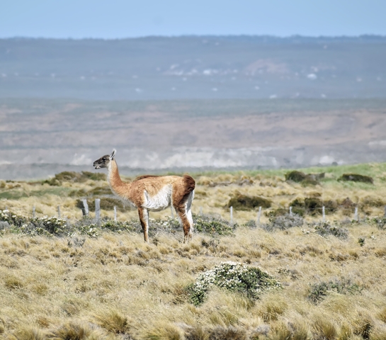       A guanaco standing in a grassy field with distant hills in the background.
  