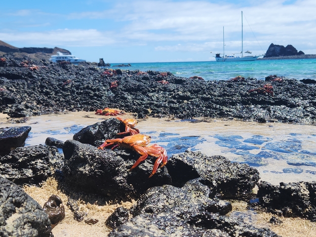 Colorful crabs on volcanic rocks by the seashore with boats in the background.