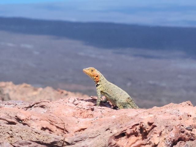 Lizard perched on a rocky surface with a blurred volcanic landscape in the background.