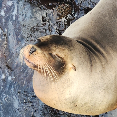 Sleeping sea lion with eyes closed on rocky surface.