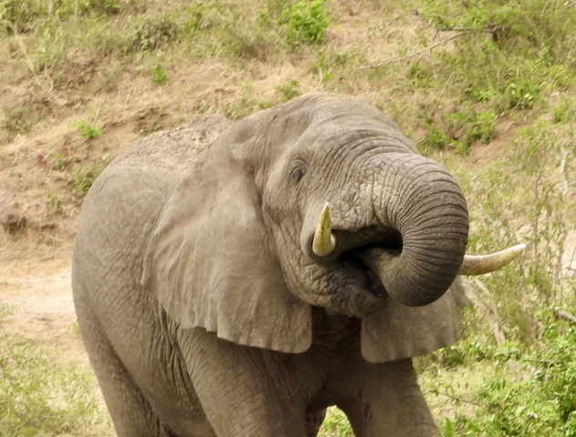 Elephant with tusks walking through grass.