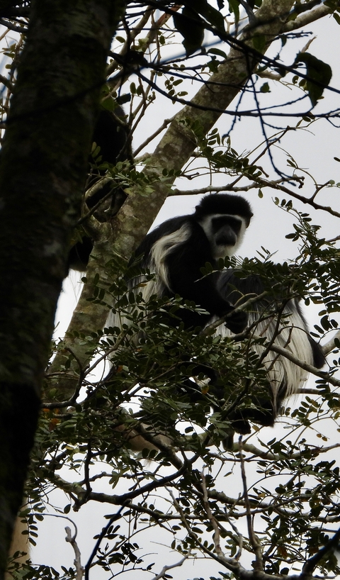 Monkey sitting in a tree looking down.