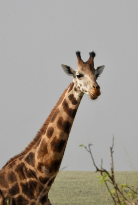 Giraffe's head and neck against the sky, slightly blurry.