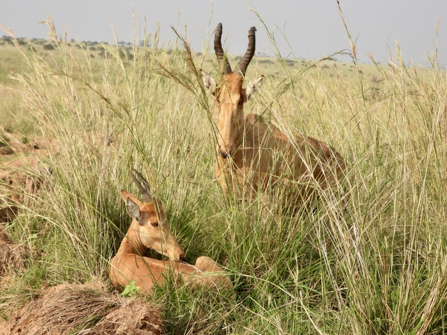 Two antelopes in tall grass.
