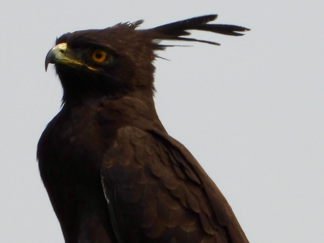       Bird with prominent feathers perching against a clear sky.
  