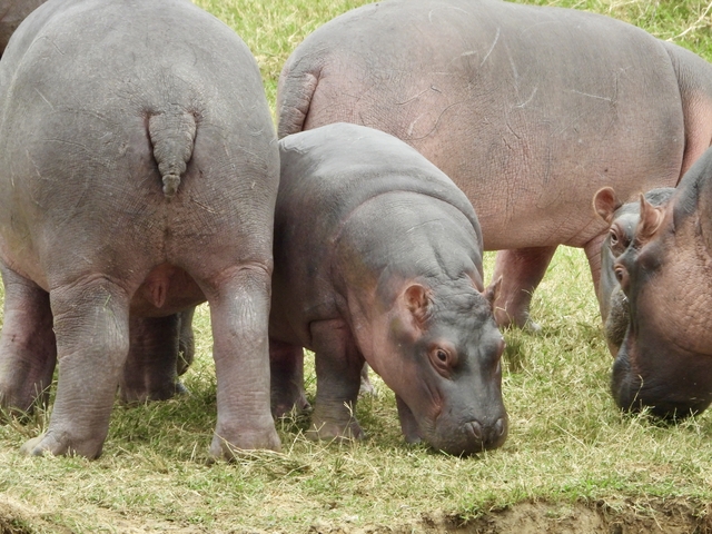 Group of hippos grazing on grass.
