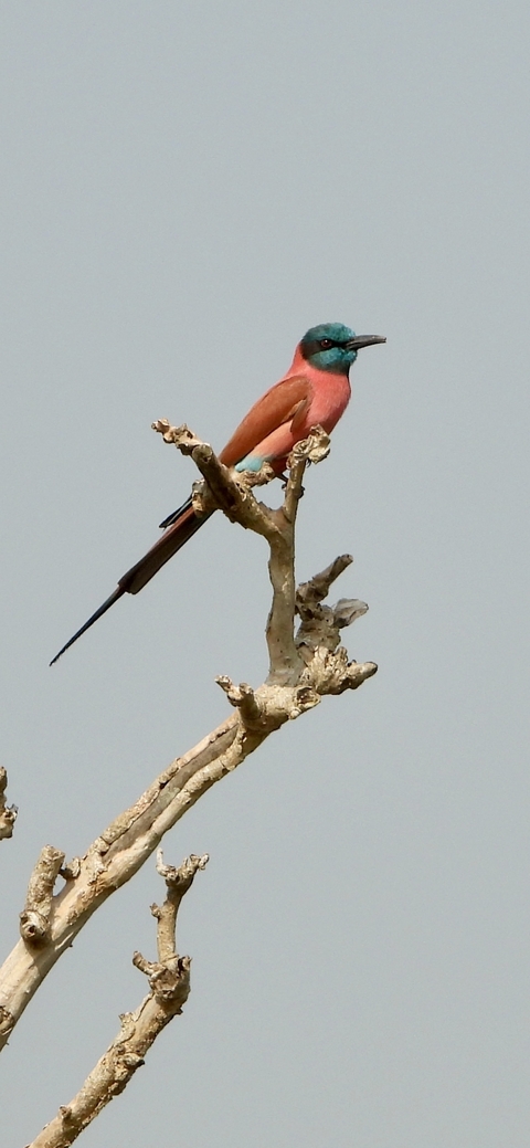 Colorful bird perched on a tree branch.