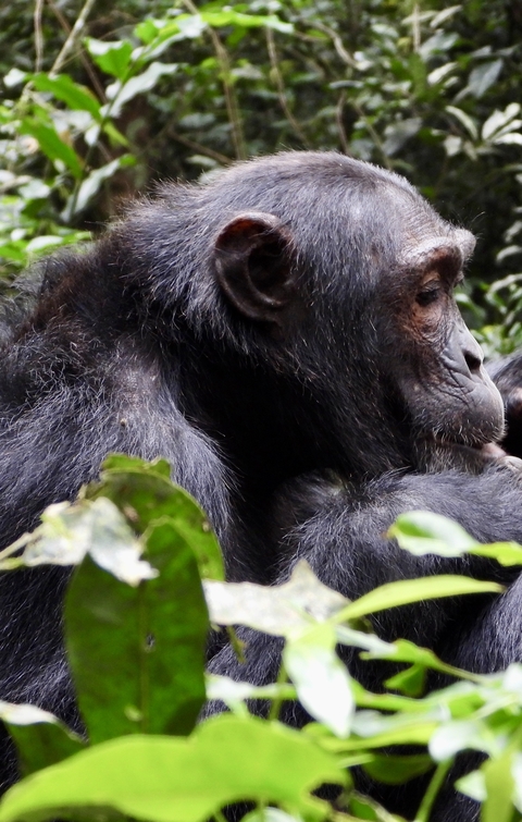       Chimpanzee close-up with foliage in the background.
  