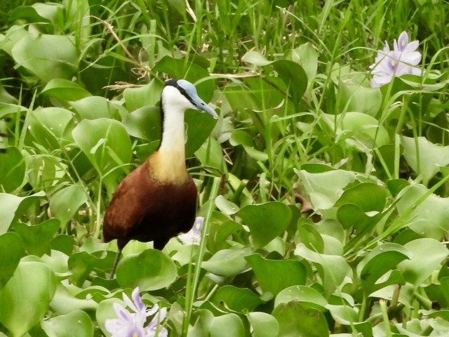 Bird standing among green vegetation.