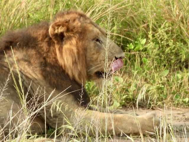 Lion resting while licking its lips.