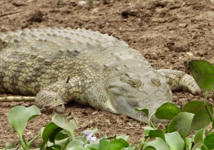Crocodile resting on the ground with some greenery.