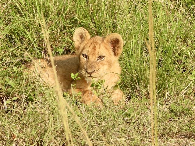 Lion cub lying in the grass looking relaxed.