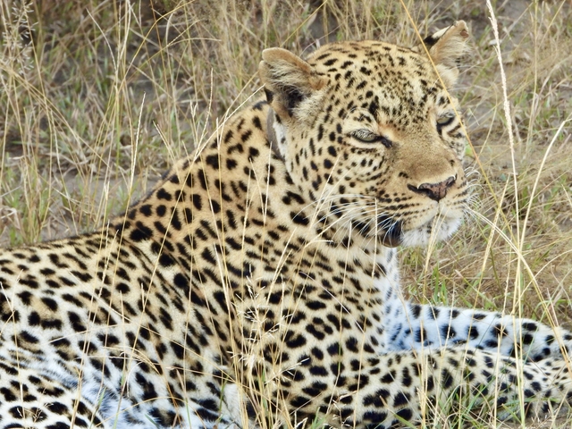 Leopard lying in the grass looking calm.
