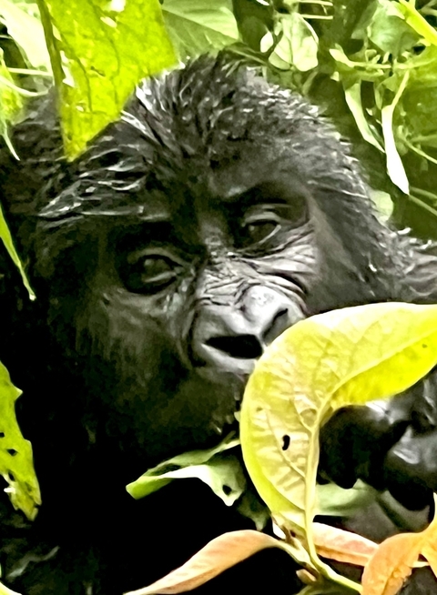 Klantbeoordelingsfoto van Privé-rondreis door Oeganda - gorilla's, wildlife & stadsrondleiding door Kigali - 10 dagen 