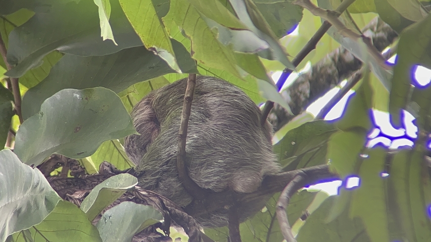       Sloth hanging upside-down in foliage.
  