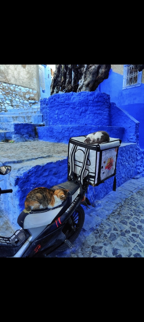 Cats resting on a vibrant blue street with steps.
