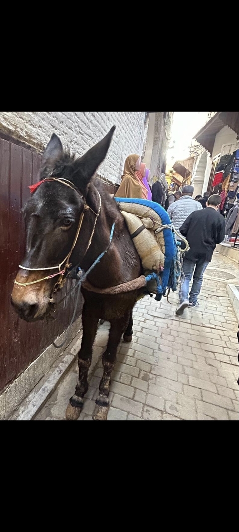 Donkey laden with goods standing on a narrow street.