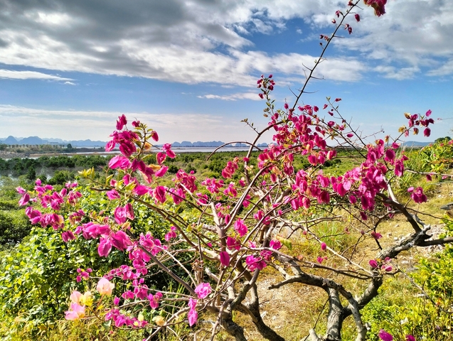       Pink flowers with a hilly landscape in the background.
  