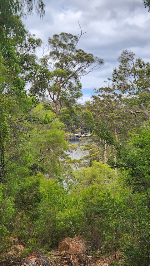       Dense forest with a view of a lake and a distant cabin.
  