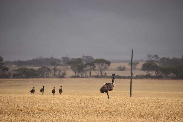 Emus wandering across a dry field under a cloudy sky.