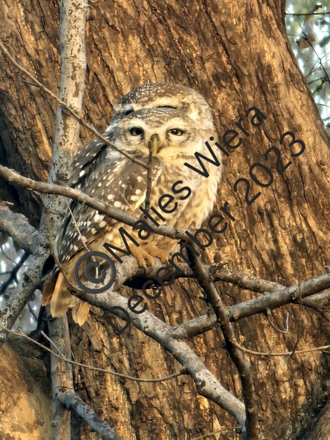 Owl perched on a tree with a watermark.