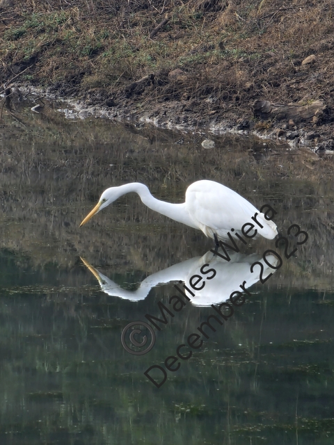       Egret fishing in a reflective pond with a watermark.
  