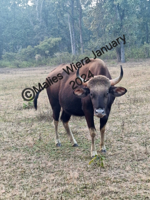 Wild bison in a field with a watermark.