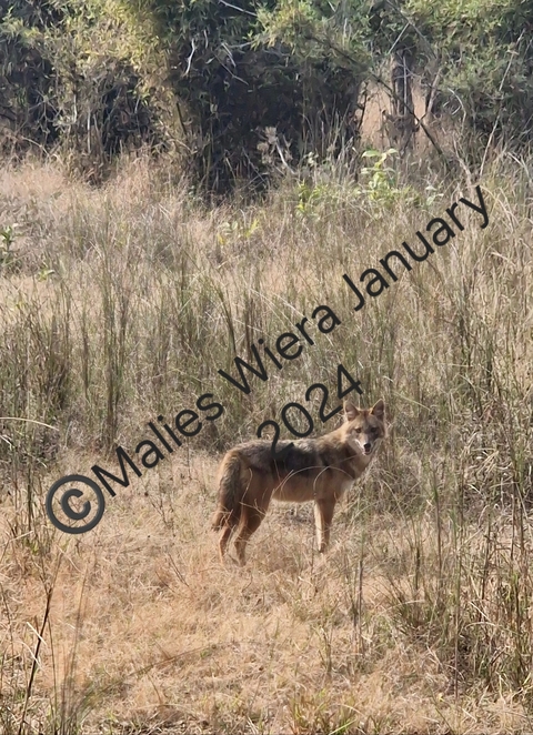 Wild dog standing in tall grass with a watermark.