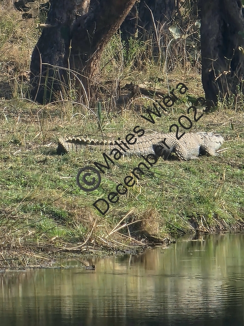 Crocodile in a grassy field with a watermark.
