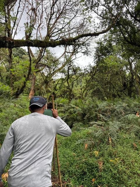 Man walking with a stick in a dense forest.