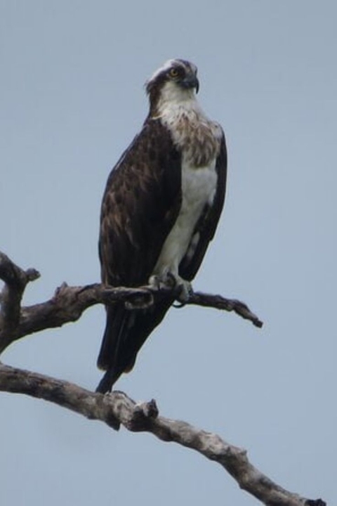 Klantbeoordelingsfoto van Yala Safari 