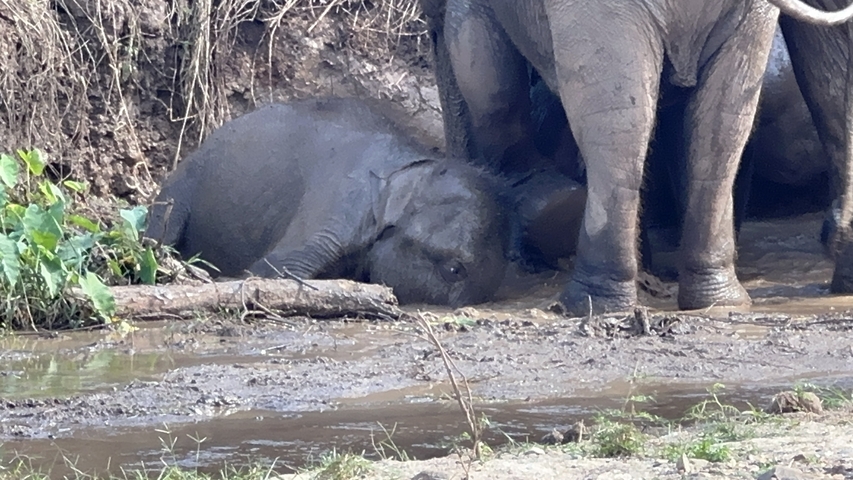       Young elephant resting near a muddy riverbank.
  