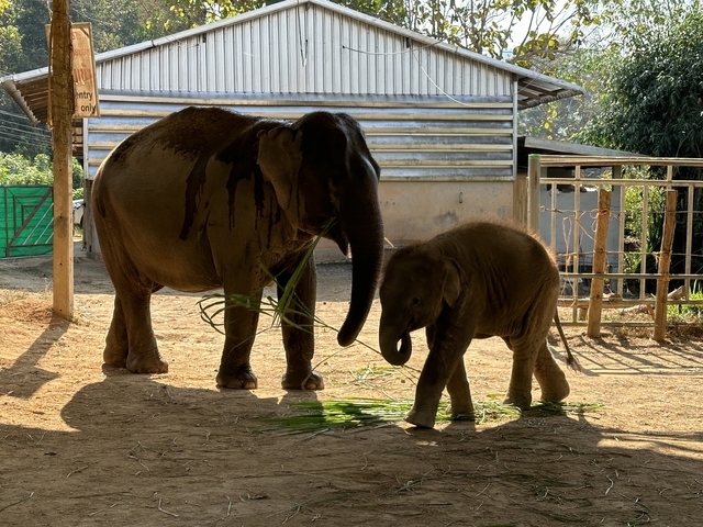       Adult and baby elephant outside a metal structure.
  