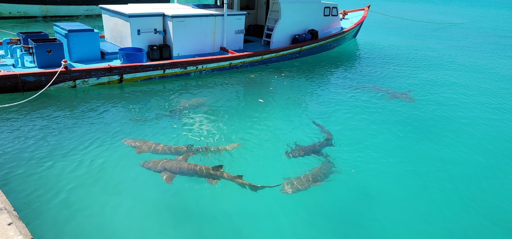       Boat with sharks swimming in clear turquoise water.
  