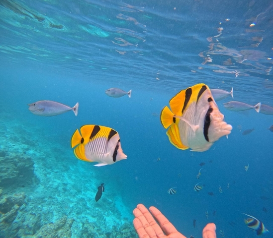       Colorful fish swimming in clear blue water.
  
