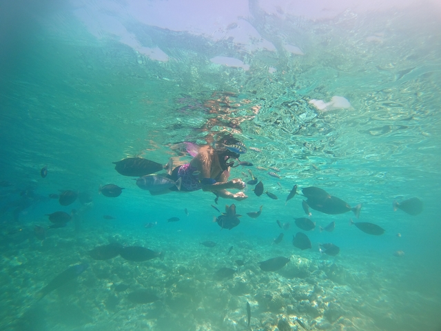       Person snorkeling underwater with fish around.
  