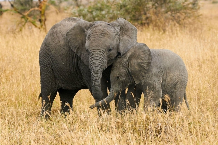       Elephants in a grassland area.
  