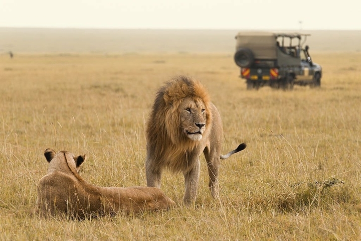       Lions resting with safari vehicle in the background.
  