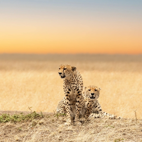       Cheetahs sitting together in a field at sunset.
  